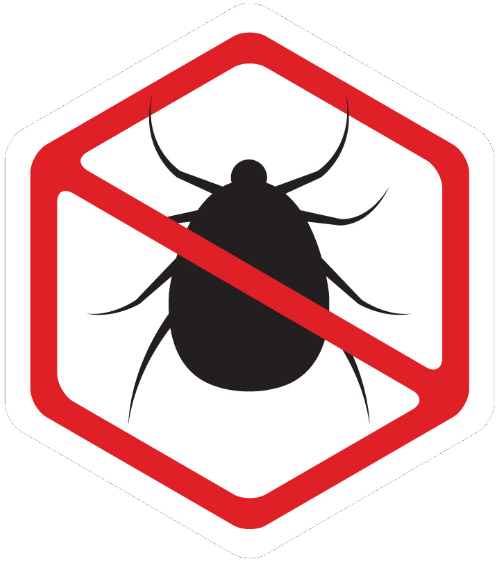 bed bugs
