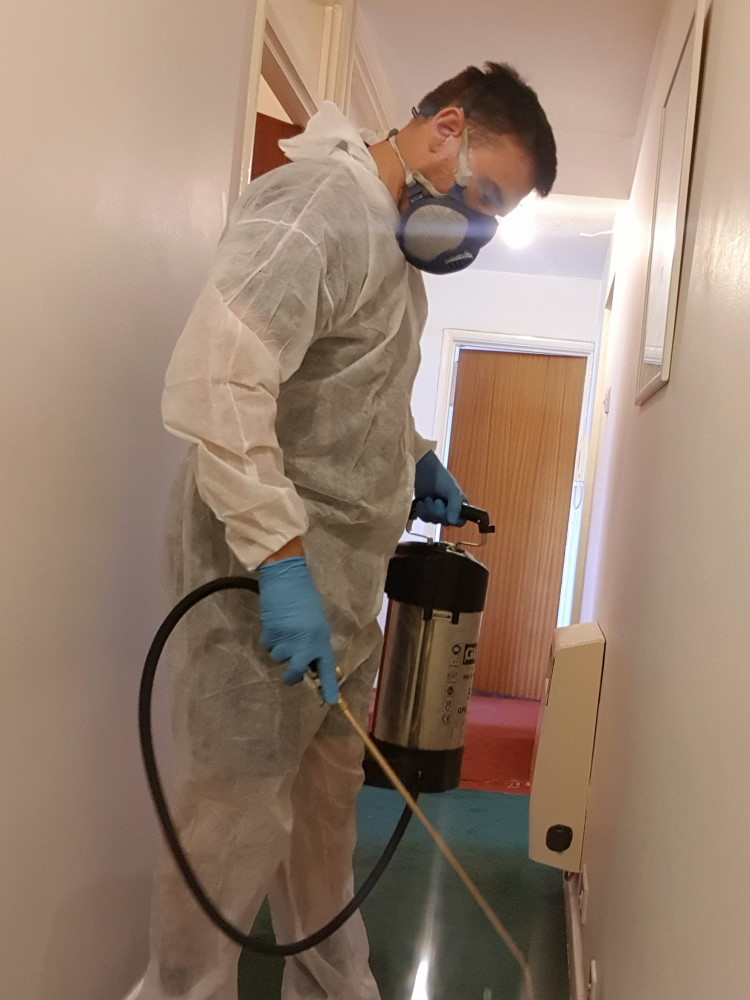 fleas control