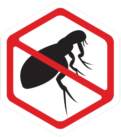 fleas