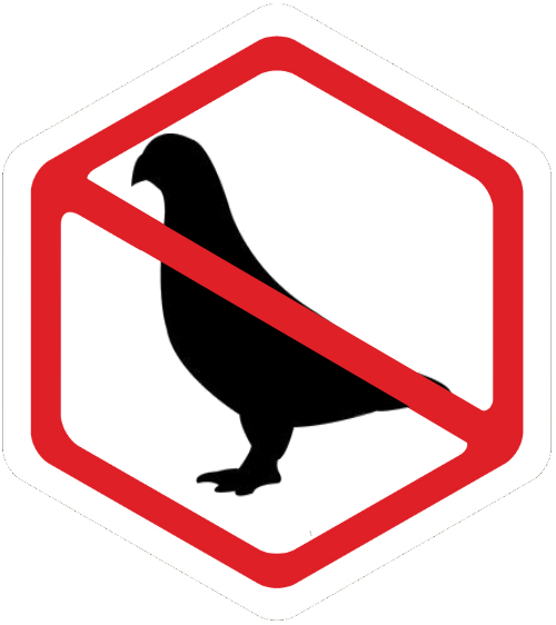 pigeon