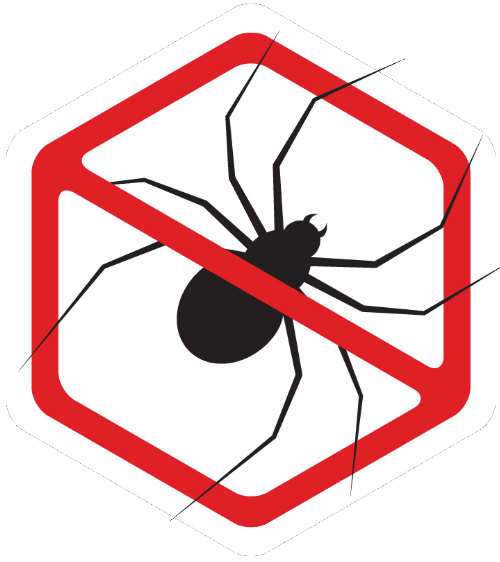 spiders