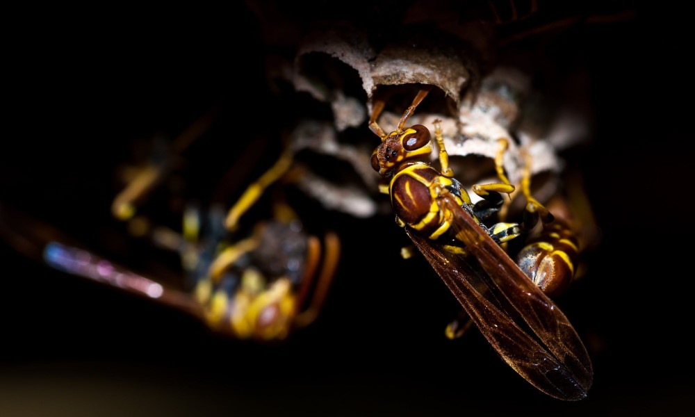 What to do if there is a wasp nest in your house