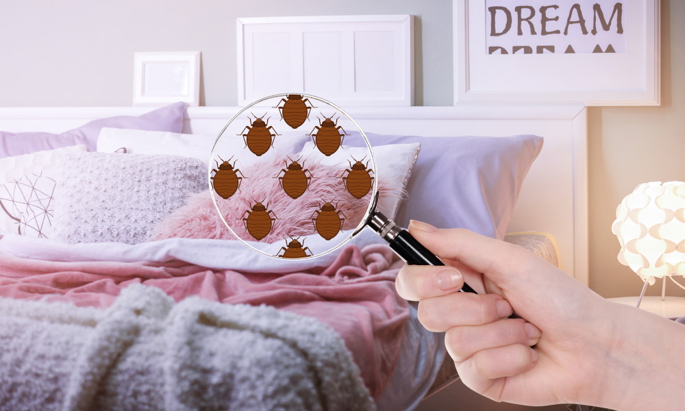 What do bed bugs bite look like