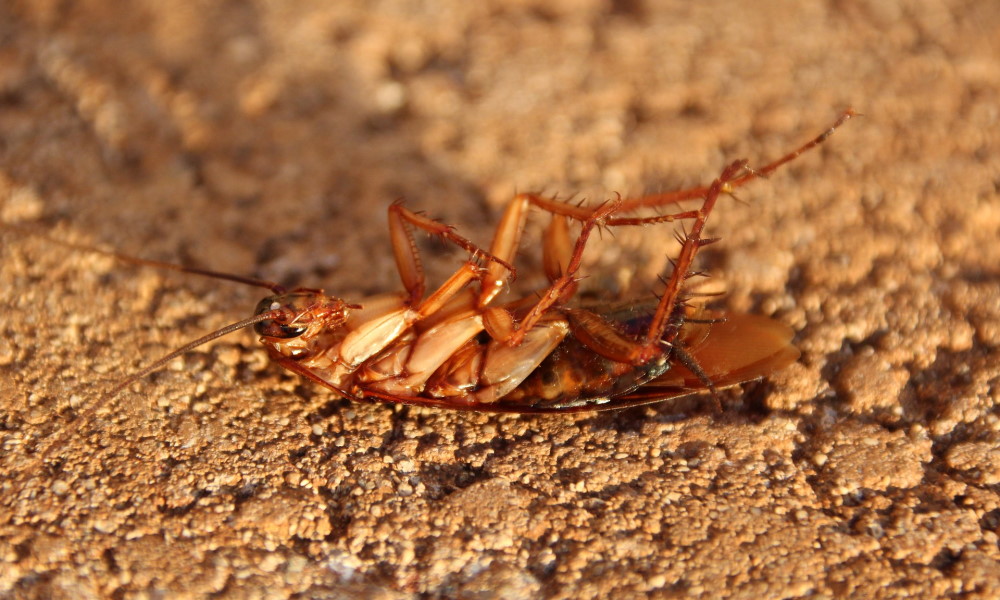 How To Get Rid Of Roaches In Your Home