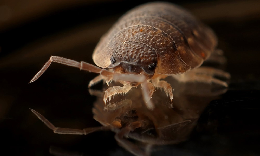 What Are The Early Signs of Bed Bugs