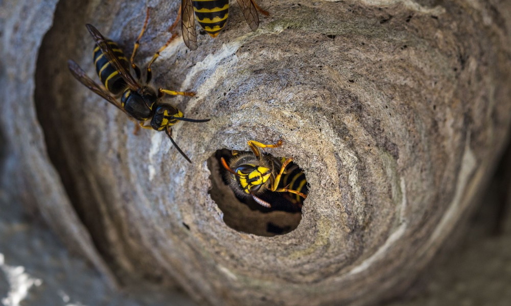 How long do wasps nests last