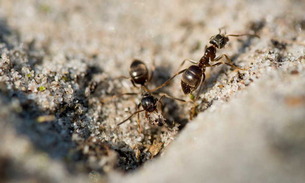 What Attracts Ants and How Do I Get Rid of Them