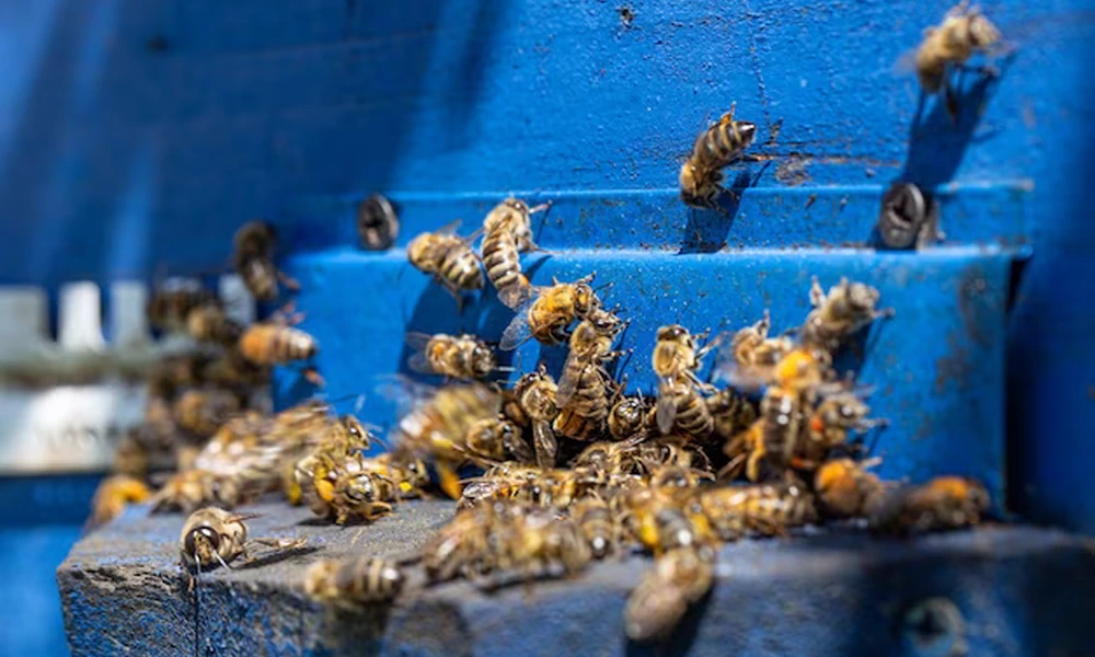 6 Tips To Deal With Wasps In The Summertime