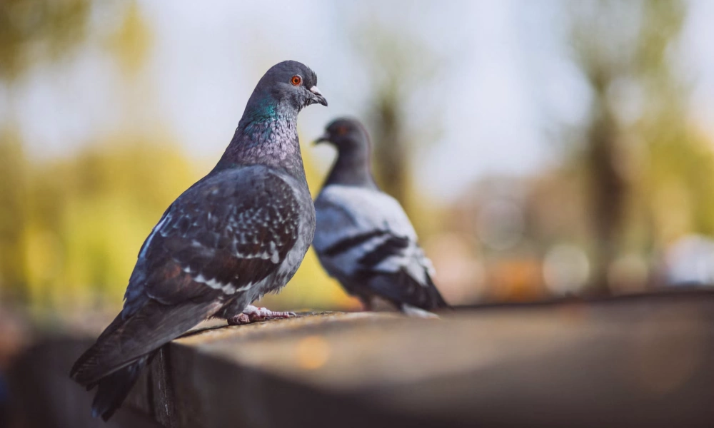 The Benefits of Installing Pigeon Spikes on Your Property