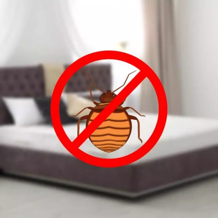 bed bug removal